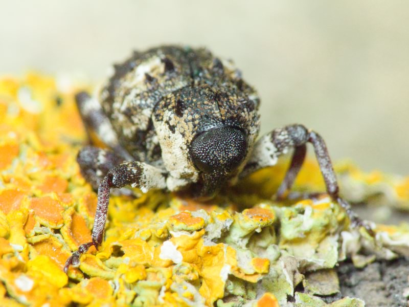 Cryptorhynchus (Cryptorhynchus) lapathi (Linnaeus, 1758)